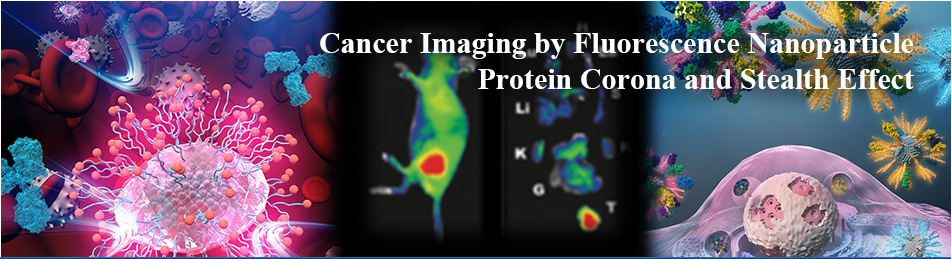 Cancer Imaging by Fluorescence Nanoparticle Protein Corona and Stealth Effect