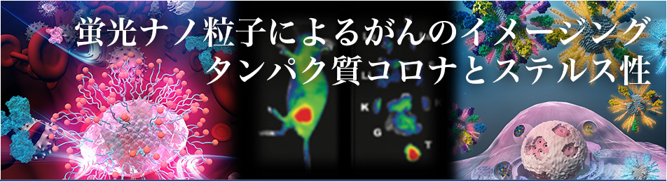 蛍光ナノ粒子によるがんのイメージング　タンパク質コロナとステルス性